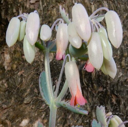 Kalanchoe serrata