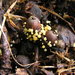 Helotiaceae - Photo (c) Eugene Popov, alguns direitos reservados (CC BY), uploaded by Eugene Popov