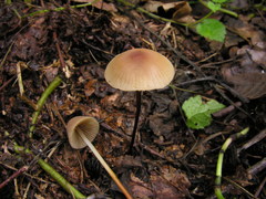 Marasmius cohaerens