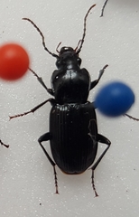 Pterostichus micans