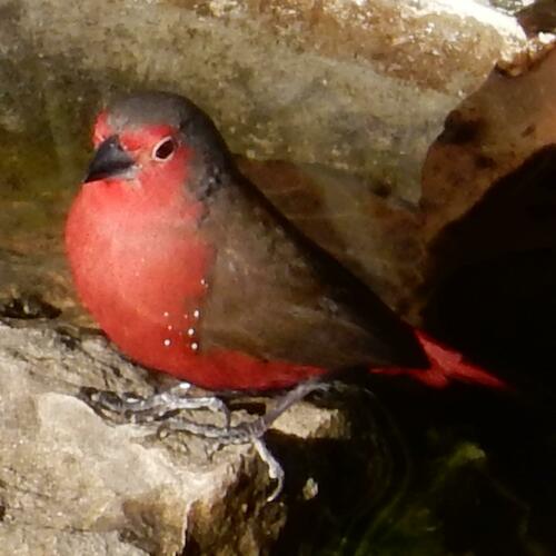 African Firefinch (Lagonosticta rubricata), photo 4