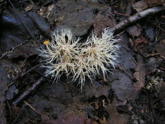 Pterula subulata