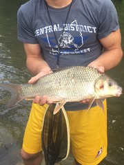 Carpiodes cyprinus
