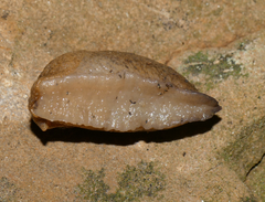 Tandonia sowerbyi