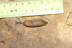 Tandonia sowerbyi