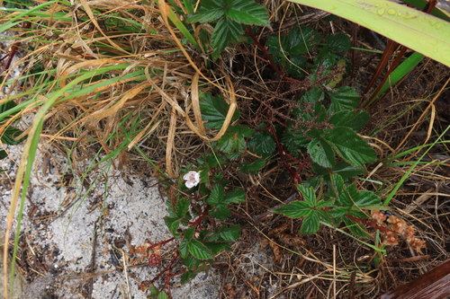 Image of Rubus affinis by (c) Diana Studer, some rights reserved (CC BY)