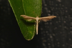 Lioptilodes albistriolatus
