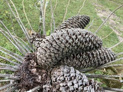 Encephalartos laevifolius image