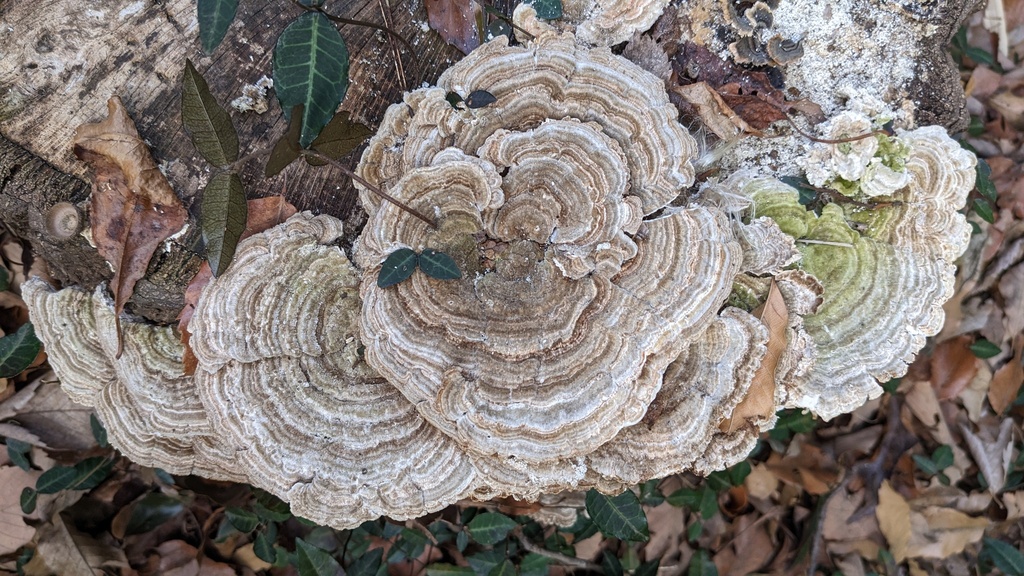 Trametes betulina · March 2023 · photo: © atsushi_nakajima_cirque (iNaturalist, cc-by)