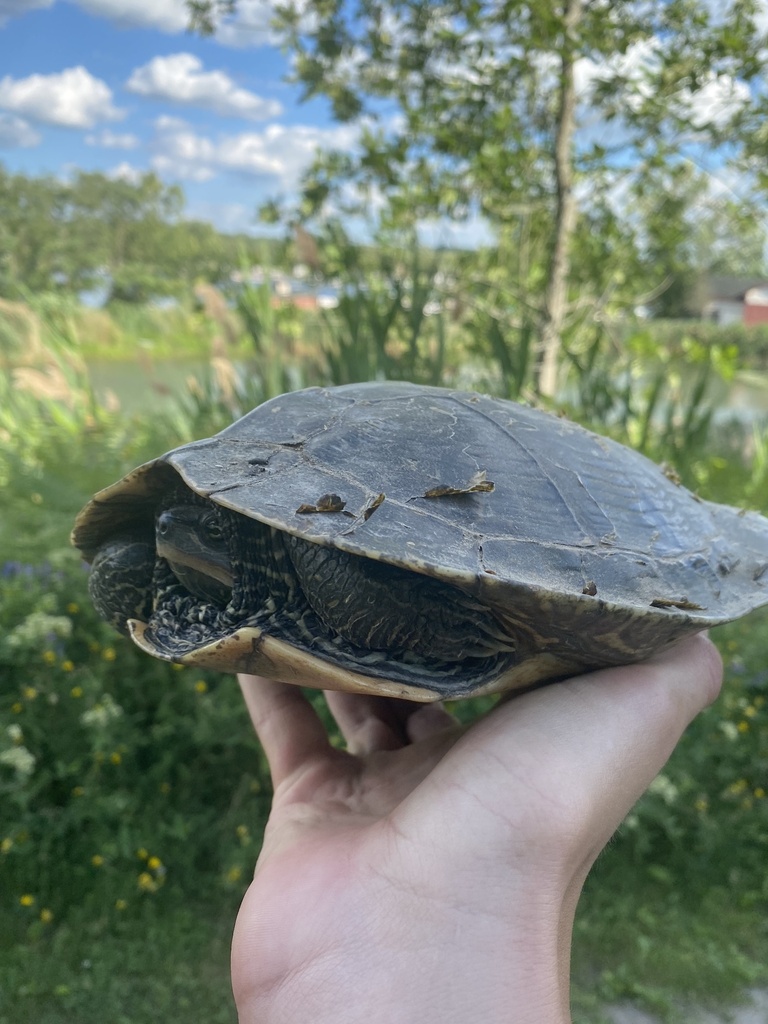 Northern Map Turtle In June 2022 By Pcuneo 24 INaturalist   Large 