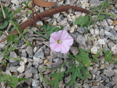 Convolvulus erubescens