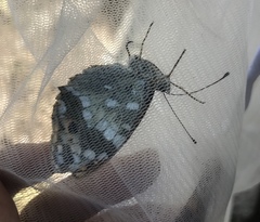 Argynnis vorax