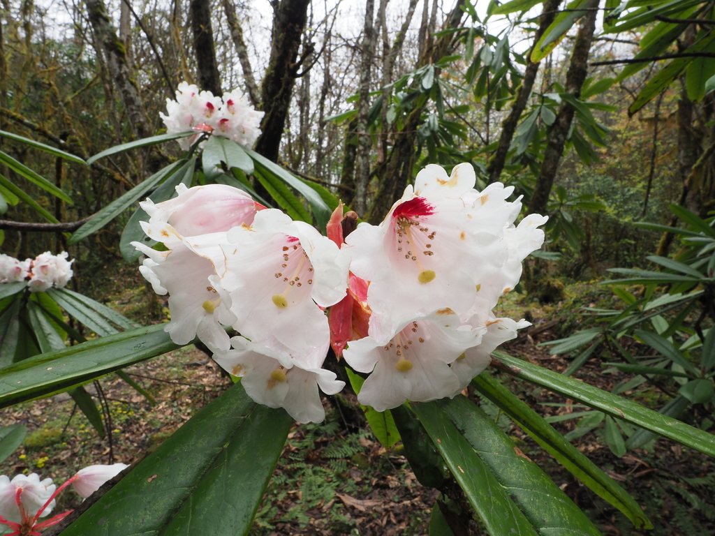 rhododendrons and azaleas from 中國四川省阿壩縣 on