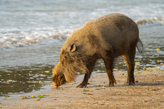 Bearded Pig photo 5