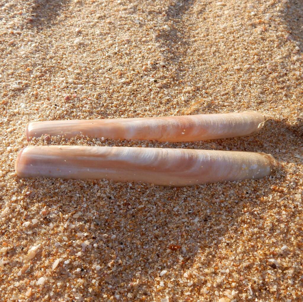 pencil bait