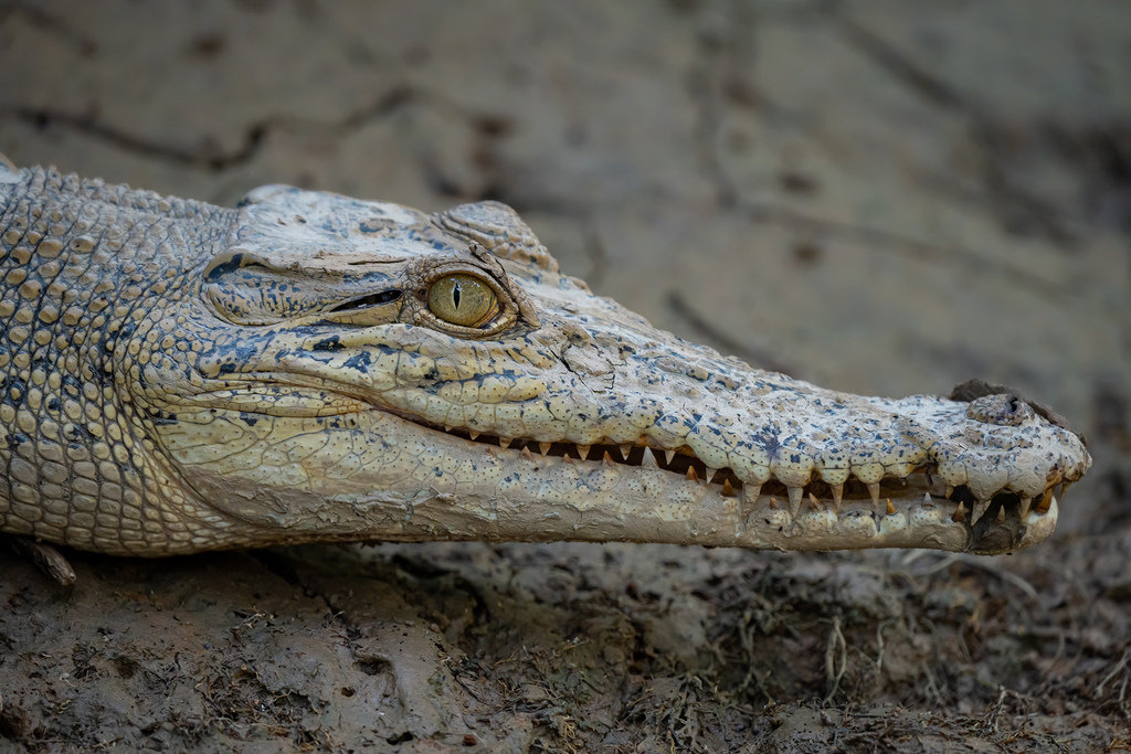 Saltwater Crocodile from Kinabatangan, Sabah, Малайзия on September 19 ...