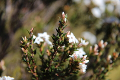 Epacris serpyllifolia
