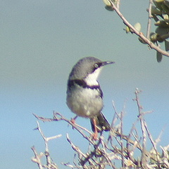 Apalis thoracica