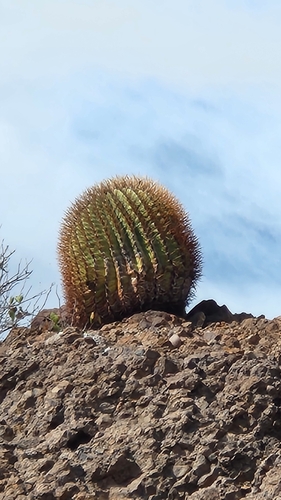 Image of Santa Catalina Barrel Cactus (Ferocactus diguetii) by no rights reserved