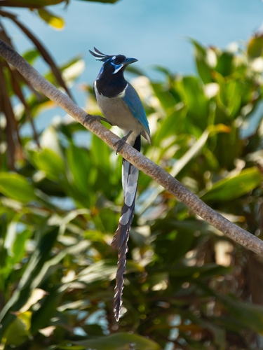Black-throated Magpie-Jay