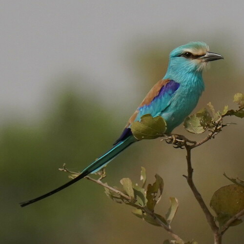 Carraca abisinia (Coracias abyssinicus)