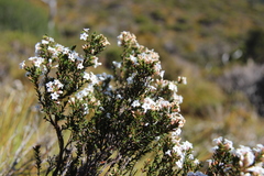 Epacris serpyllifolia