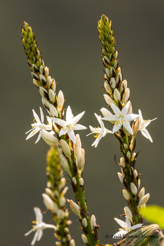 Chlorophytum malabaricum