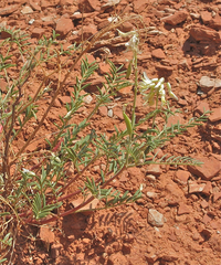 Astragalus racemosus