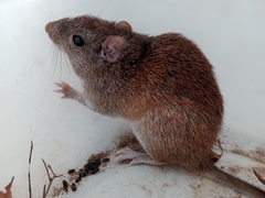 Colombian Spiny-Rat photo 2