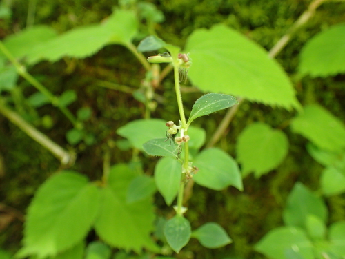Theligonum japonicum