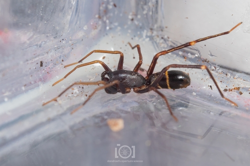Two-banded Ant-mimic Sac Spider photo 4