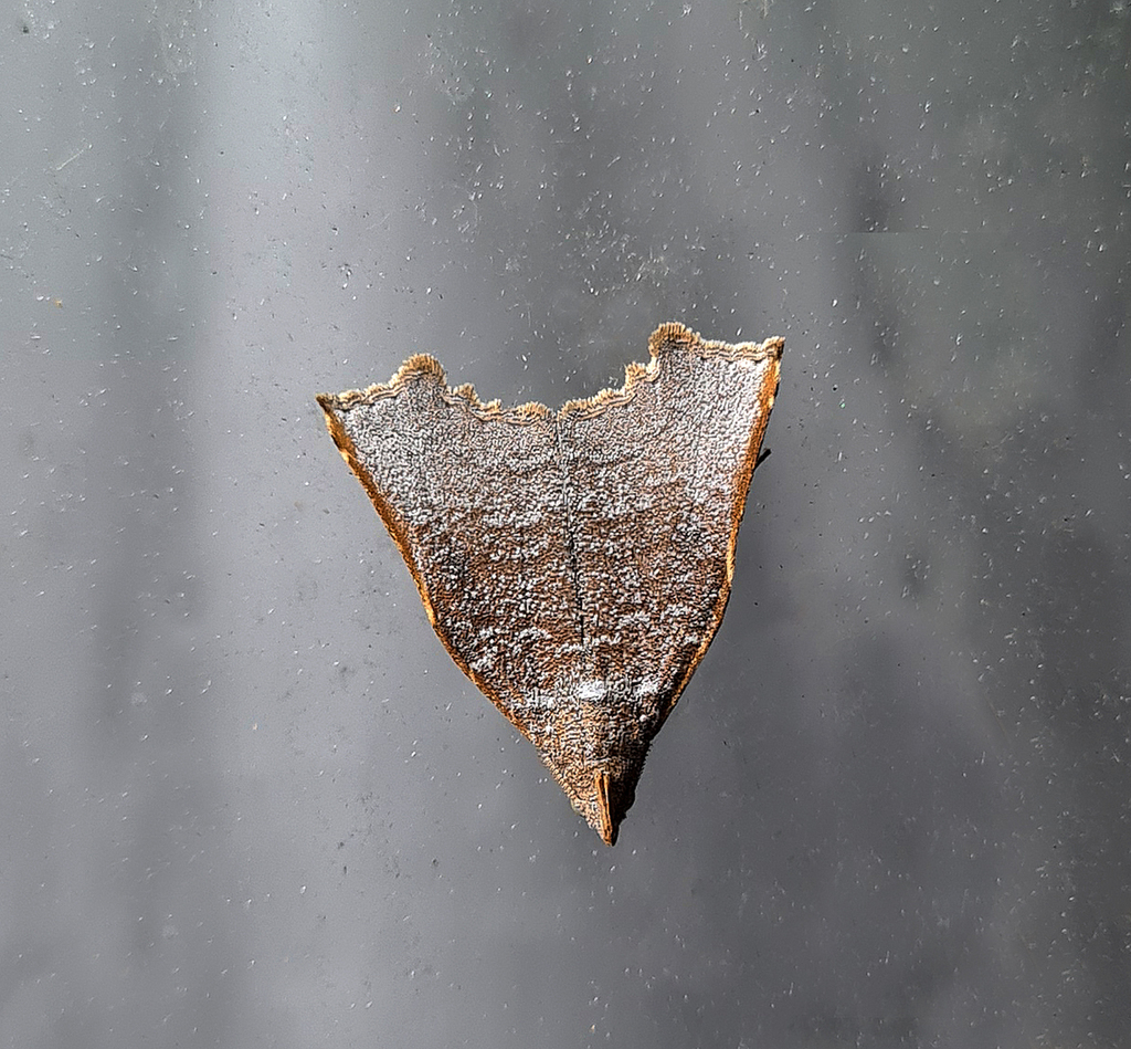 Ectogonia viola