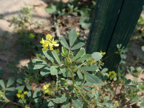 Egyptian fenugreek (Trigonella glabra)