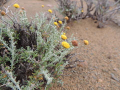Pentzia quinquefida