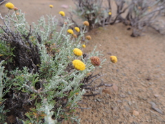 Pentzia quinquefida