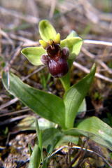 Ophrys bombyliflora