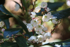 Anopterus glandulosus