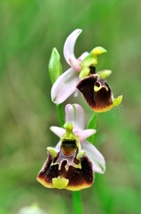 Ophrys fuciflora