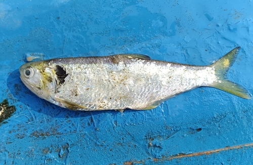 Hamilton's anchovy (Thryssa hamiltonii) — Engraulidae