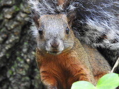 Sciurus aureogaster