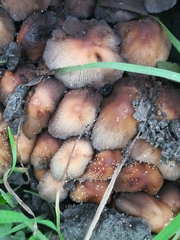 Coprinellus