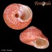 Tegula fasciata - Photo (c) Femorale,  זכויות יוצרים חלקיות (CC BY-NC)
