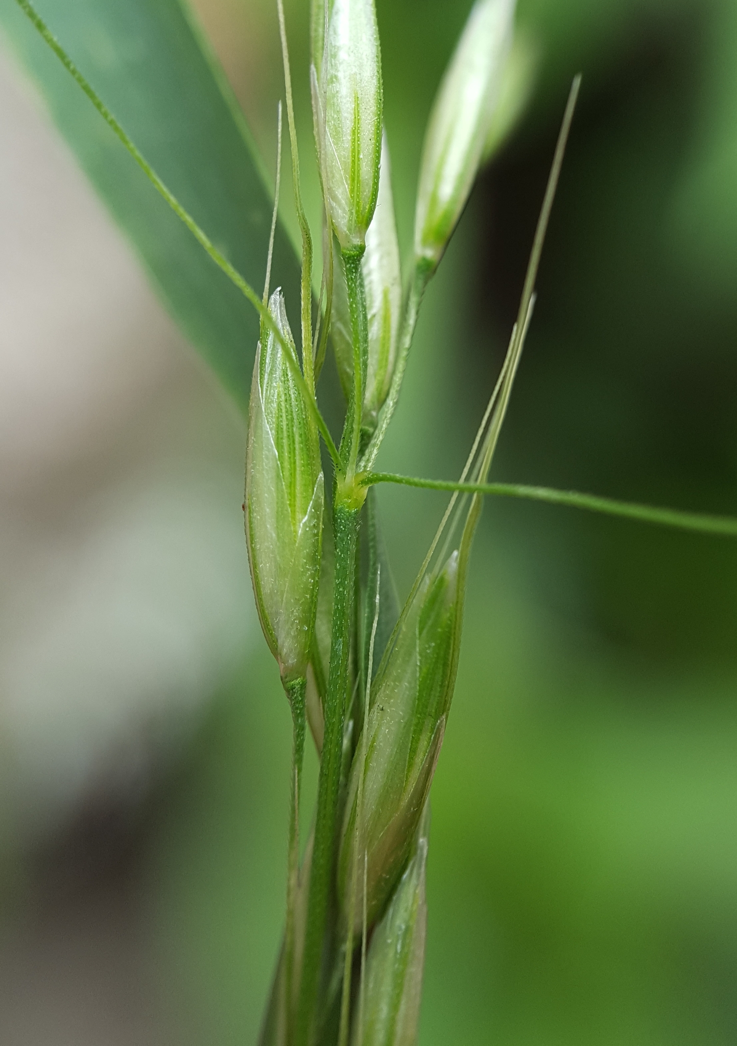 (c) François Rousseu, certains droits réservés (CC BY-NC) https://www.inaturalist.org/observations/150735554