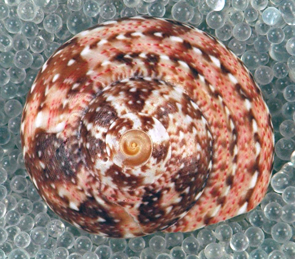 Silky Tegula