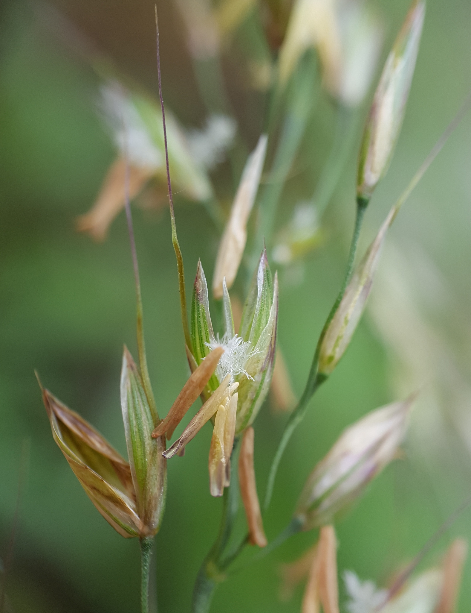 (c) François Rousseu, certains droits réservés (CC BY-NC) https://www.inaturalist.org/observations/150735711