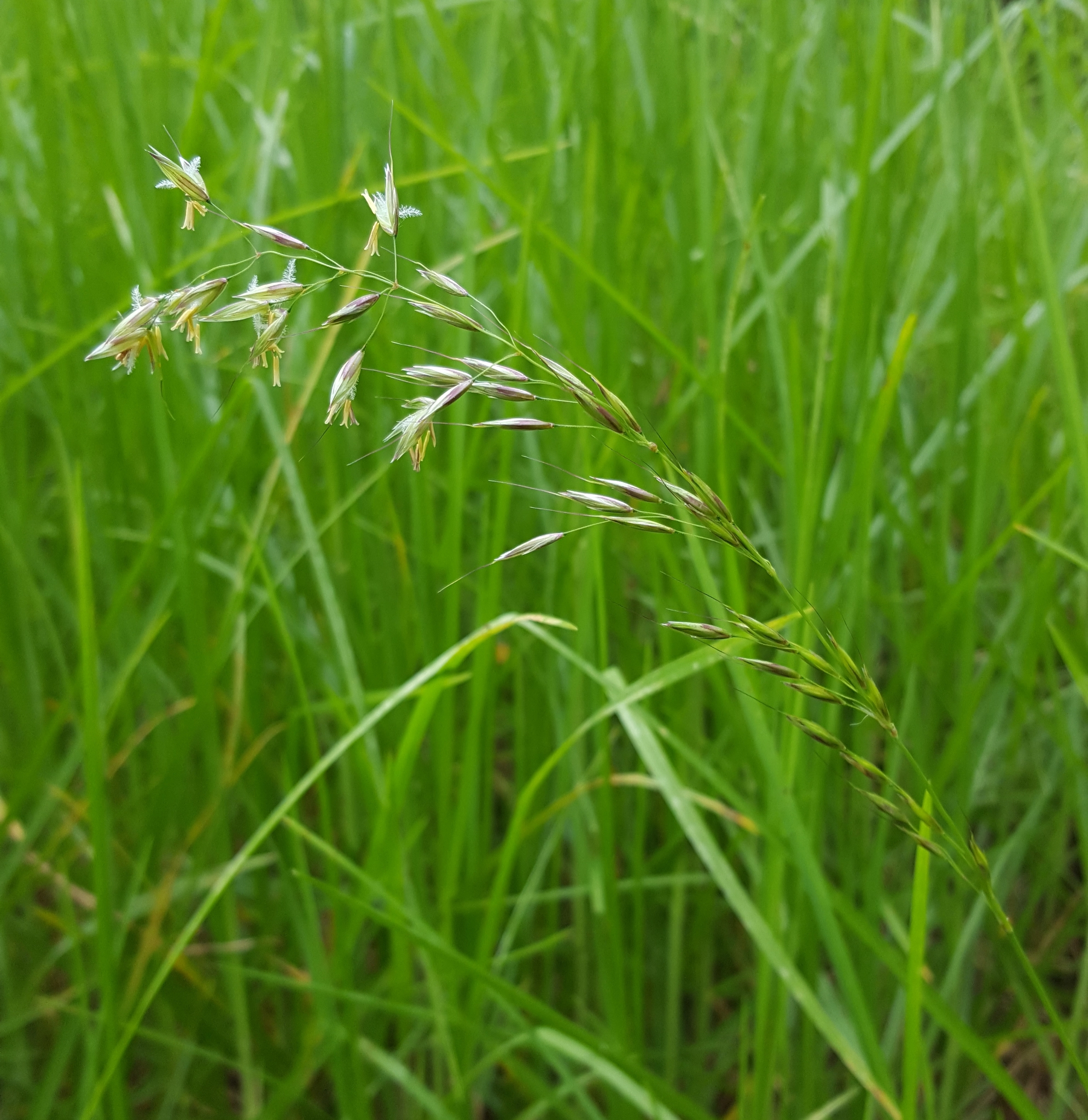 (c) François Rousseu, certains droits réservés (CC BY-NC) https://www.inaturalist.org/observations/150735711