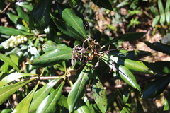 Anopterus glandulosus