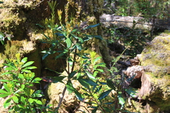 Anopterus glandulosus