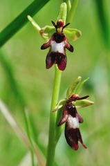Ophrys insectifera