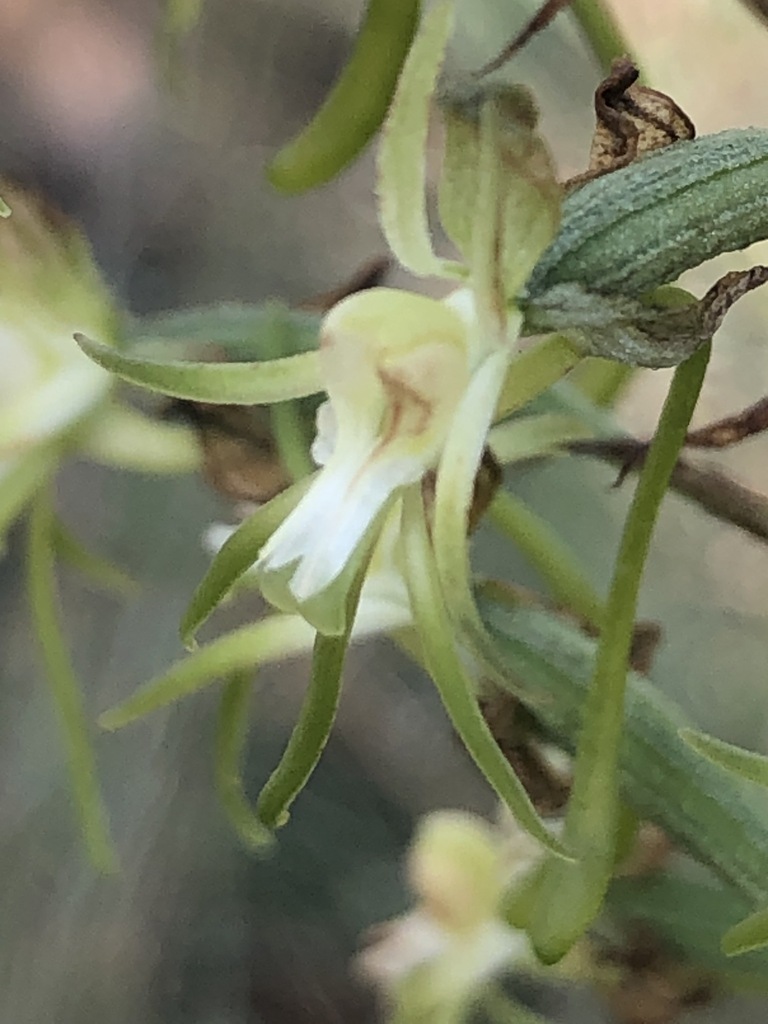 Habenaria galpinii